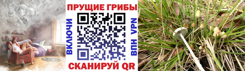Псилоцибиновые грибы Psilocybe  ссылка на мегу ссылки  Иваново 